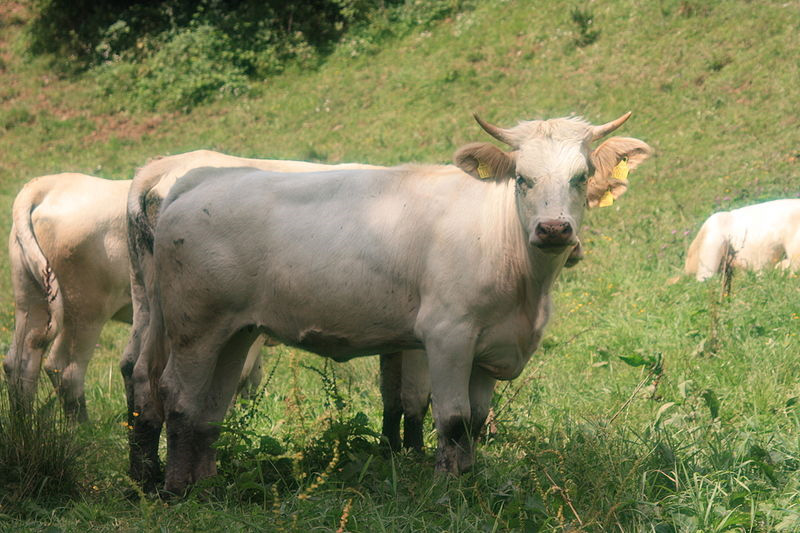 Datei:Kärntner Blondvieh.jpg