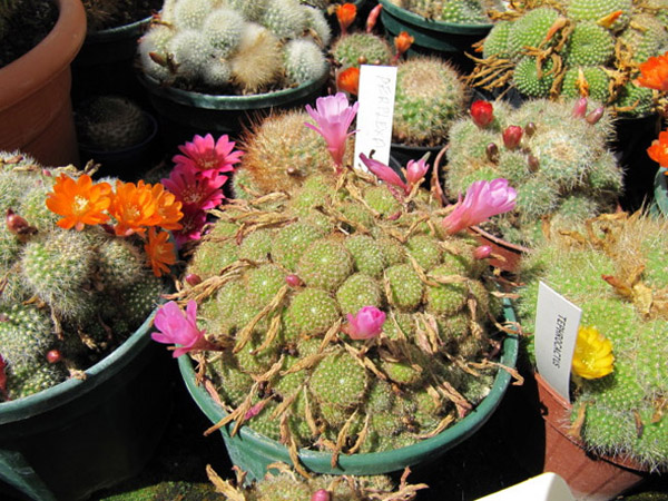 Datei:Kakteen mit Blüten.jpg