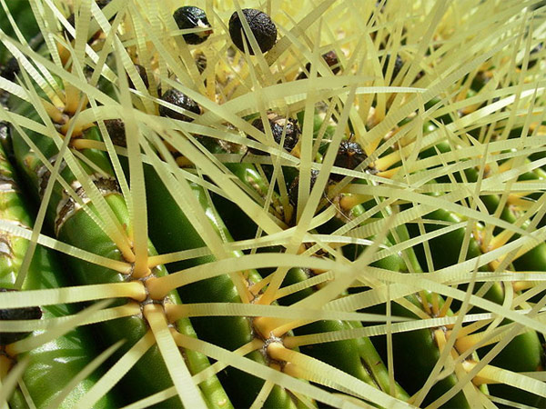 Datei:Kaktusstacheln.jpg