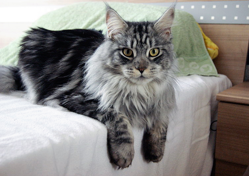 Datei:Katze Main Coon.jpg