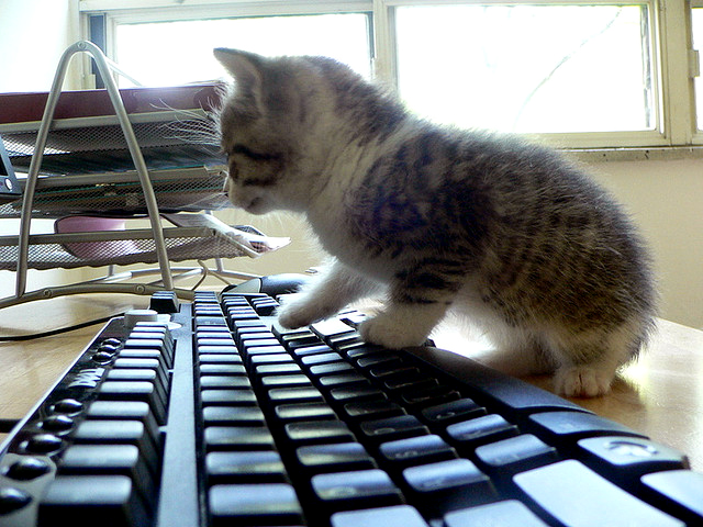 Datei:Katze auf Tastatur.jpg