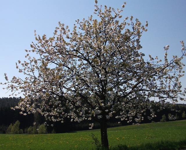 Datei:Kirschbaum blühend.jpg