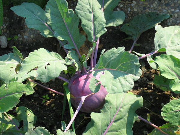 Datei:Kohlrabi blauviolett.jpg