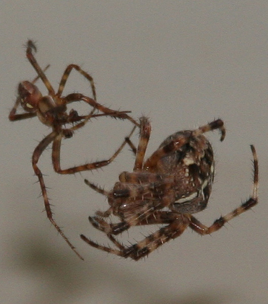 Datei:Kreuzspinne vor Paarung.jpg