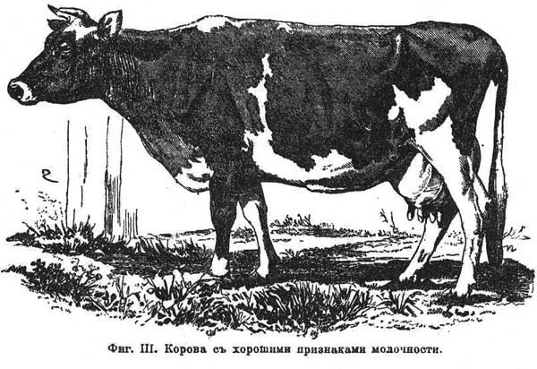 Datei:Kuh Zeichnung.jpg