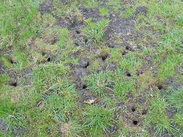 Datei:Löcher Feldmauskolonie.jpg