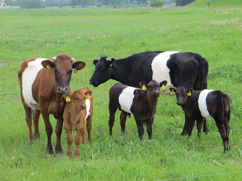 Datei:Lakenfelder Rind.jpg