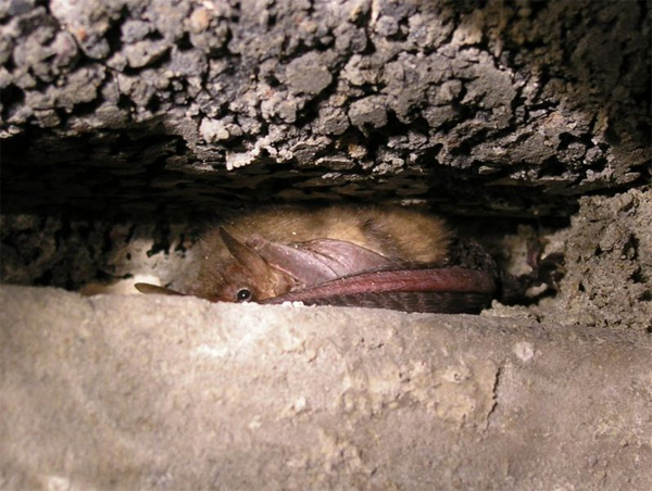 Datei:Langohrfledermaus im Versteck.jpg