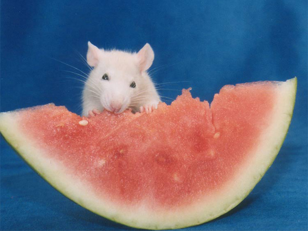 Datei:Maus frisst Wassermelone.jpg
