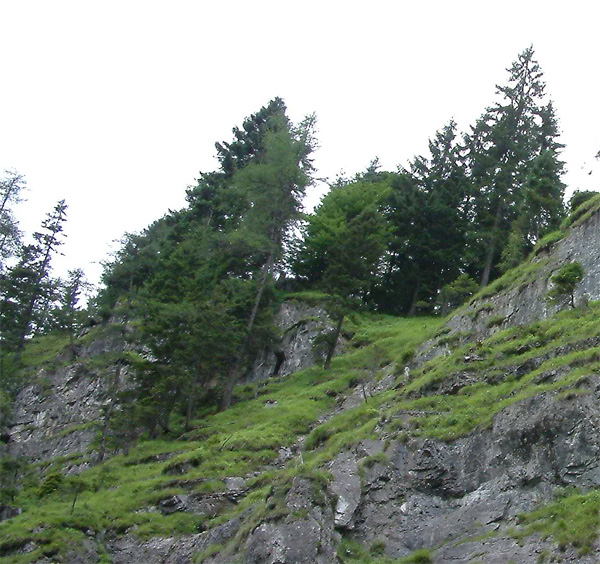 Datei:Nadelbäume im Gebirge.jpg
