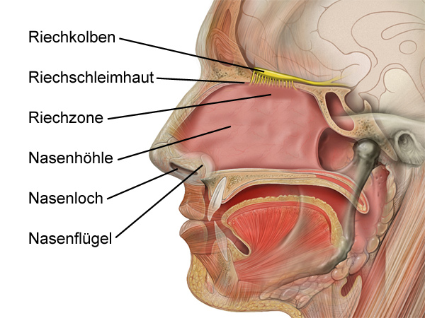 Datei:Nase Aufbau.jpg