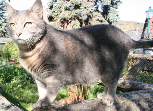 Datei:Nutztier Katze.jpg