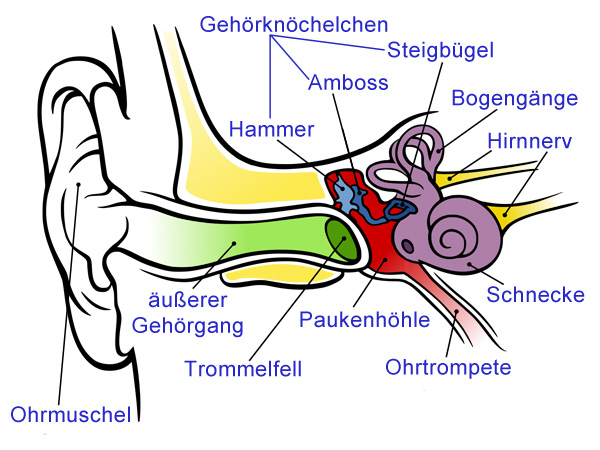 Datei:Ohr Aufbau.jpg