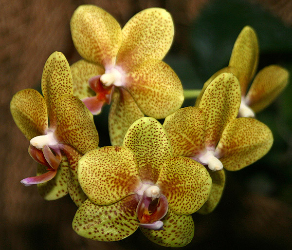 Datei:Orchideenblüten gelb rot.jpg