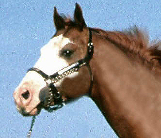 Datei:Pferd Laterne.jpg