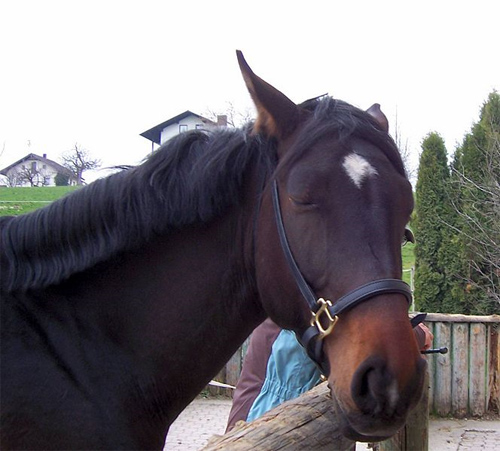 Datei:Pferd Stern.jpg