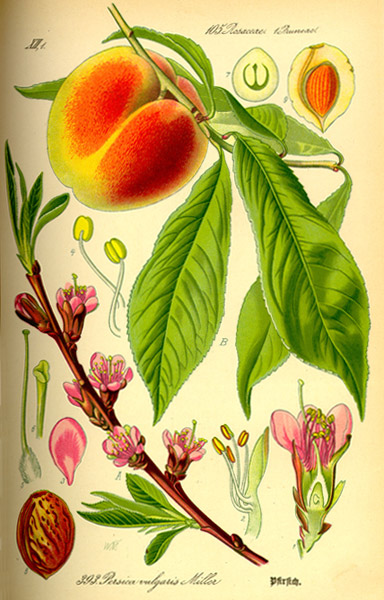 Datei:Pfirsich Illustration.jpg