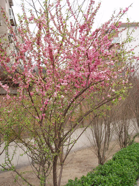 Datei:Pfirsichbaum blühend.jpg
