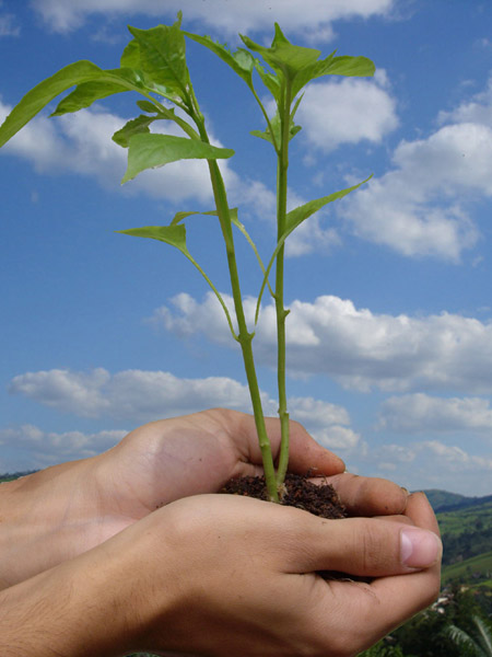 Datei:Pflanze in Händen.jpg