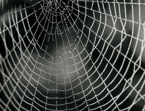 Datei:Radnetz einer Kreuzspinne.jpg
