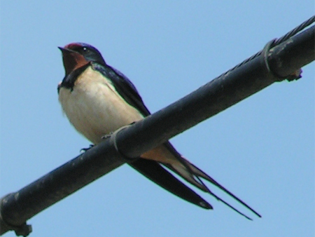 Datei:Rauchschwalbe auf Stange.jpg