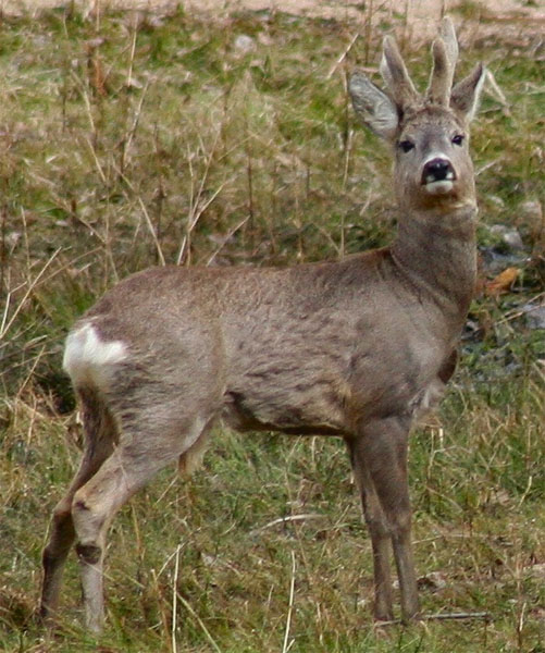 Datei:Rehbock auf Wiese.jpg