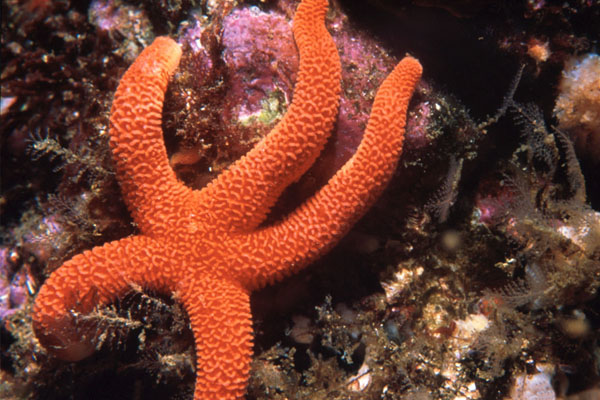 Datei:Roter Seestern.jpg