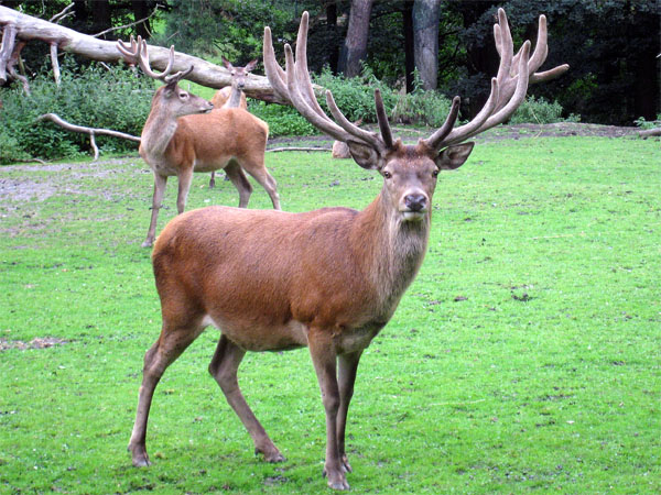 Datei:Rothirsche im Zoo.jpg