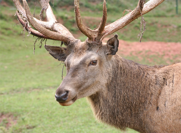 Datei:Rothirschgeweih mit Bastresten.jpg