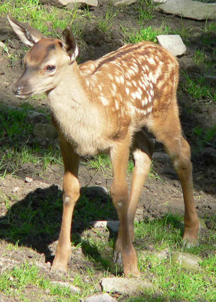 Datei:Rothirschkalb.jpg