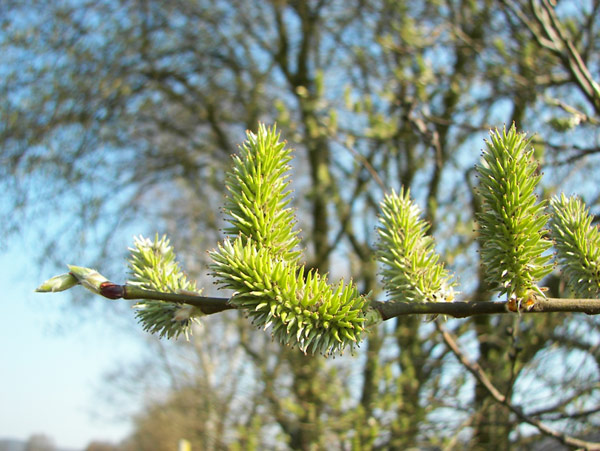 Datei:Sal-Weide weibliche Blüten.jpg