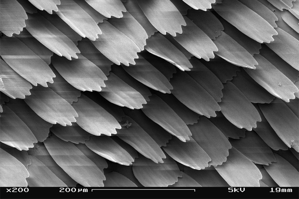 Datei:Schmetterlingsflügel unter Mikroskop.jpg