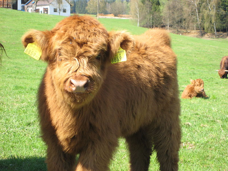 Datei:Schottisches Hochlandrind Kalb.jpg