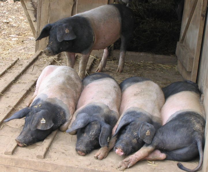 Datei:Schwäbisch Hällisches Landschwein.jpg