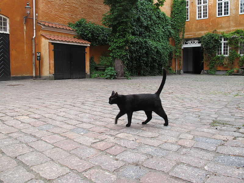 Datei:Schwarze Katze.jpg