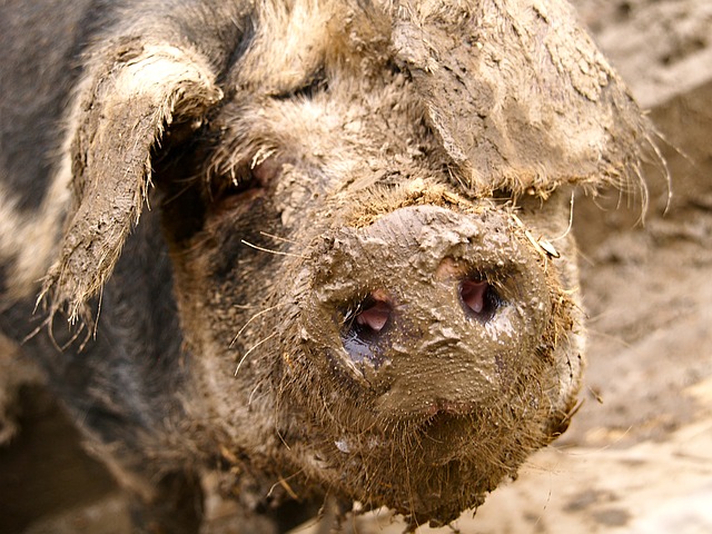 Datei:Schwein nach Schlammbad.jpg
