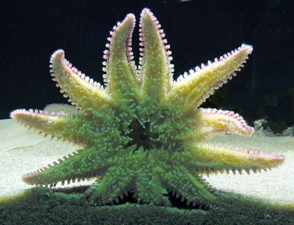 Datei:Seestern von unten.jpg