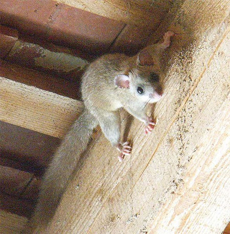 Datei:Siebenschläfer Gebälk.jpg