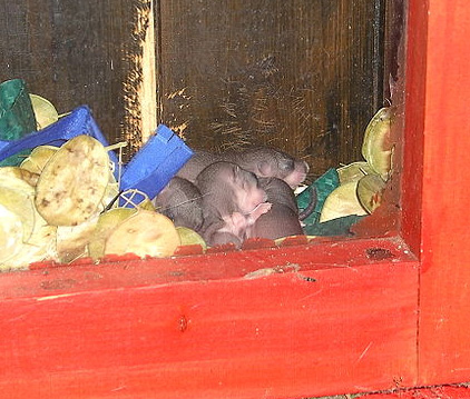 Datei:Siebenschläfer Jungtiere1.jpg