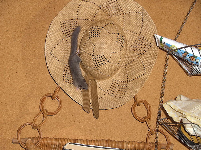 Datei:Siebenschläfer Wanderschaft.jpg