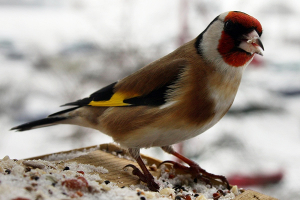 Datei:Stieglitz Aussehen 02.jpg