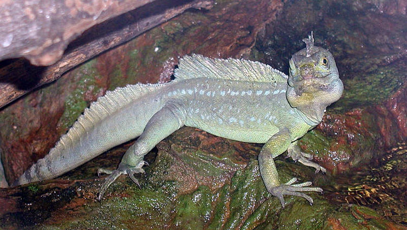 Datei:Stirnlappenbasilisk.jpg
