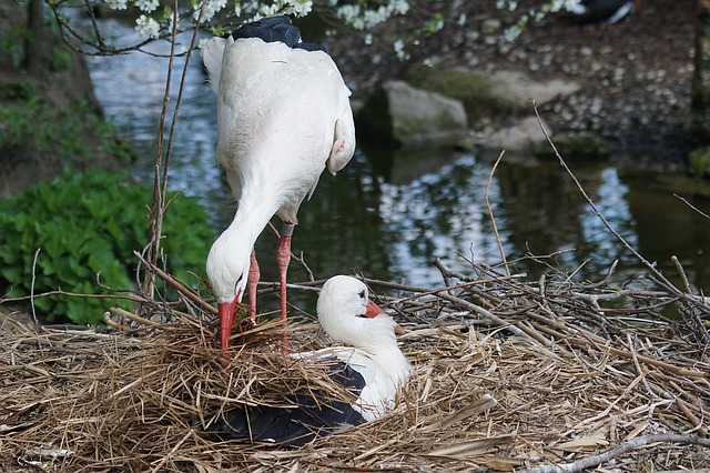 Datei:Storch Nestbau.jpg
