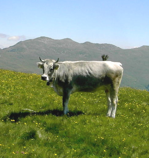 Datei:Tiroler Grauvieh.jpg