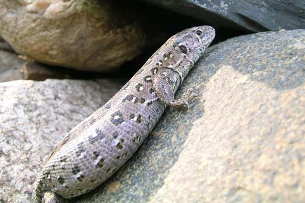 Datei:Trächtige Zauneidechse.jpg