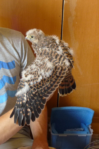 Datei:Turmfalke Jungvogel.jpg