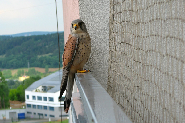 Datei:Turmfalke Lebensraum.jpg