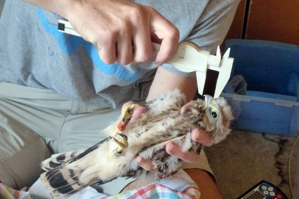 Datei:Turmfalke Vermessung für Projekt.jpg