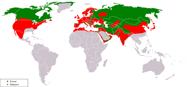 Datei:Verbreitung der Wölfe.jpg