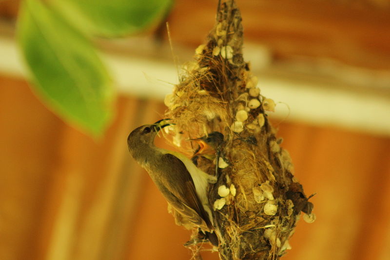 Datei:Vogel verfüttert Spinne.jpg
